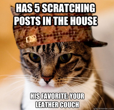 has 5 scratching posts in the house his favorite: your leather couch  Scumbag Cat