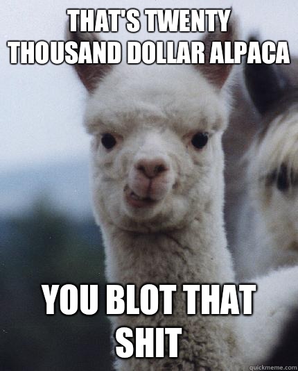 That's twenty thousand dollar alpaca  You blot that shit  - That's twenty thousand dollar alpaca  You blot that shit   ALPACA
