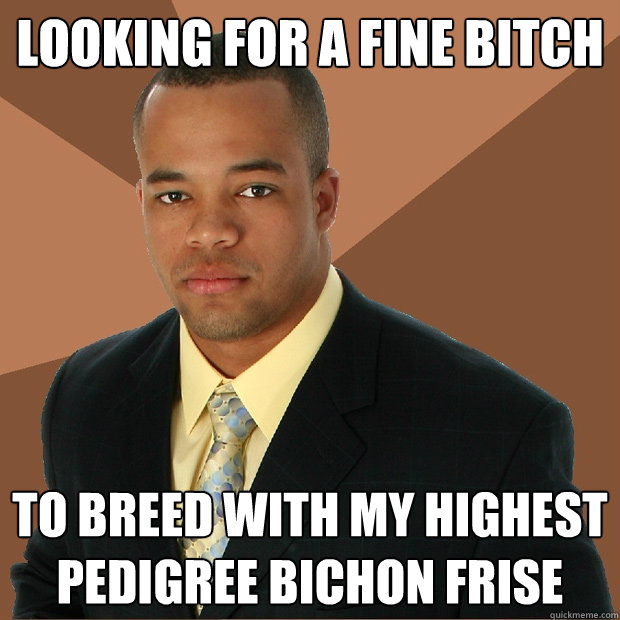 Looking for a fine bitch to breed with my highest pedigree bichon frise  Successful Black Man