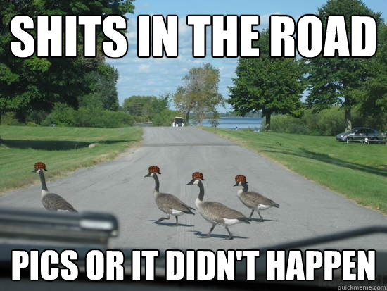 shits in the road pics or it didn't happen  Scumbag Geese