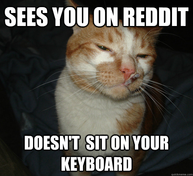 sees you on reddit doesn't  sit on your keyboard   Cool Cat Craig