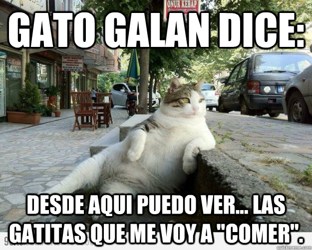 GATO GALAN DICE: DESDE AQUI PUEDO VER... LAS GATITAS QUE ME VOY A 