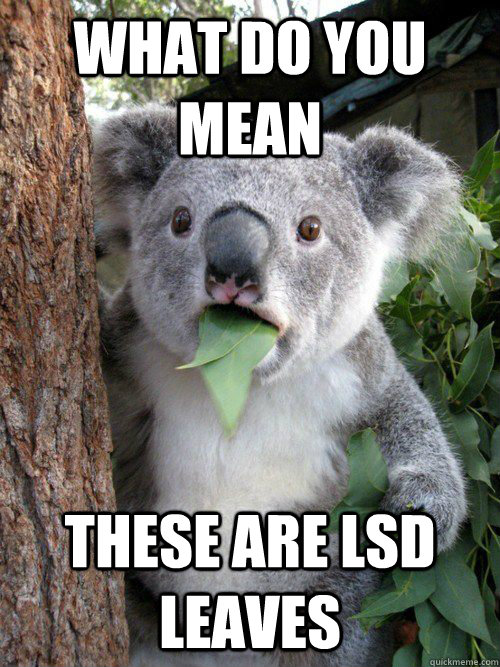 What do you mean These are LSD leaves - What do you mean These are LSD leaves  Shocked Koala