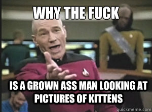 why the fuck is a grown ass man looking at pictures of kittens  Annoyed Picard