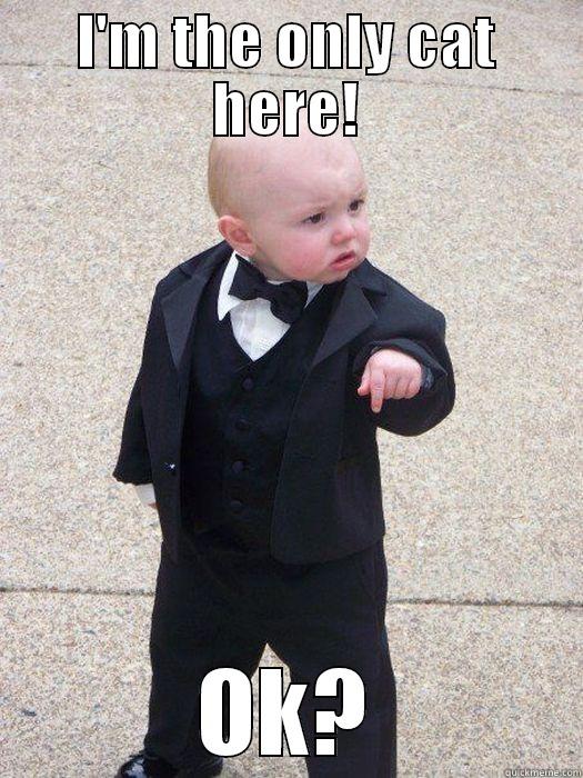 I'M THE ONLY CAT HERE! OK? Baby Godfather
