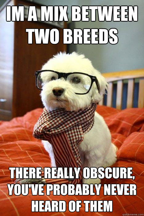 Im a mix between two breeds There really obscure, you've probably never heard of them - Im a mix between two breeds There really obscure, you've probably never heard of them  Hipster Dog