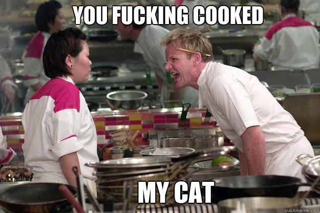 MY CAT  YOU FUCKING COOKED - MY CAT  YOU FUCKING COOKED  Gordon Ramsay