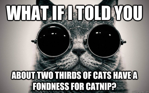 What if i told you about two thirds of cats have a fondness for catnip?  Morpheus Cat Facts