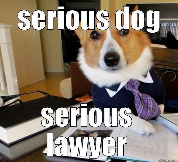  SERIOUS DOG SERIOUS LAWYER Lawyer Dog