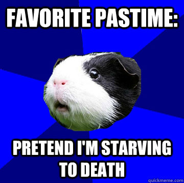 Favorite pastime: pretend i'm starving to death  Jumpy Guinea Pig