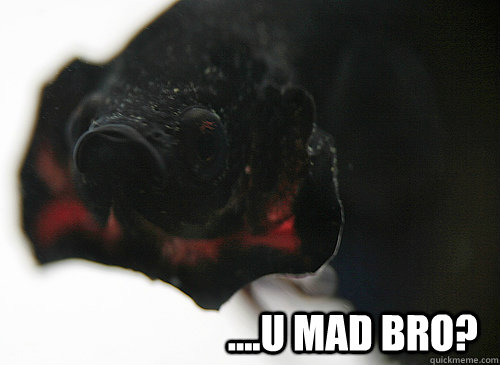 ....U MAD BRO?  Betta Fish