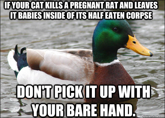 if your cat kills a pregnant rat and leaves it babies inside of its half eaten corpse don't pick it up with your bare hand.  Actual Advice Mallard