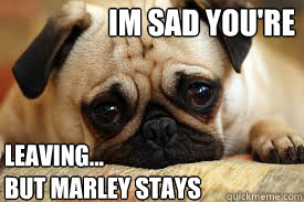 Im sad you're  leaving... 
but marley stays  Sad Dog