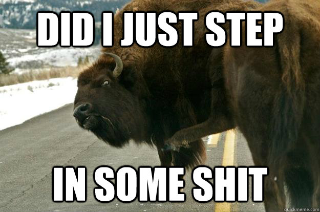 Did I just step in some shit  Inquisitive Bison