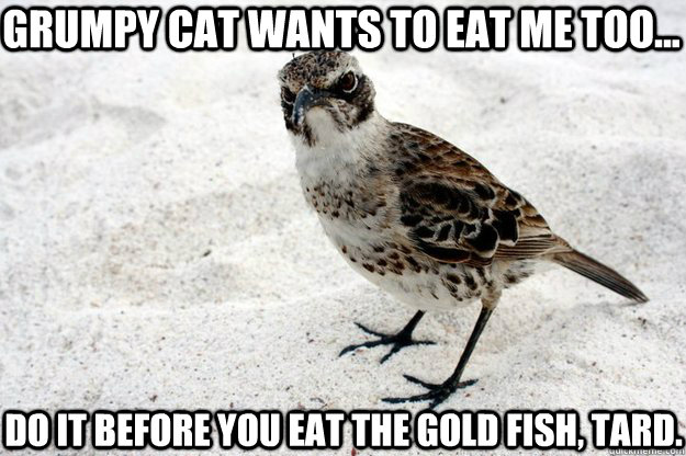 Grumpy Cat wants to eat me too... do it before you eat the gold fish, tard. - Grumpy Cat wants to eat me too... do it before you eat the gold fish, tard.  Curmudgeon Bird