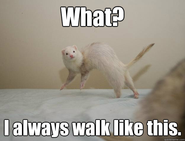 What? I always walk like this. - What? I always walk like this.  Strutting ferret.