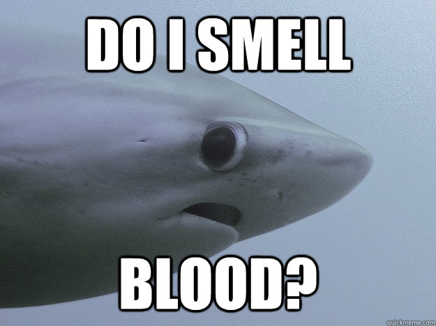 Do I smell Blood?  Shy Shark