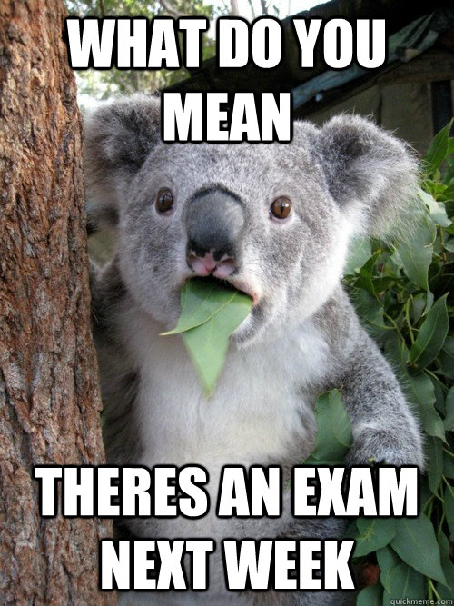 What do you mean theres an exam next week  koala bear