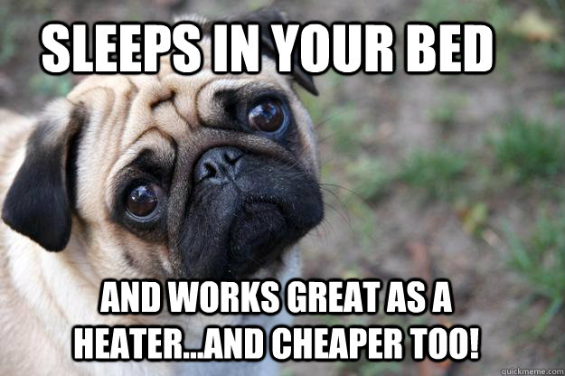 Sleeps in your bed and works great as a heater...and cheaper too!  First World Dog problems
