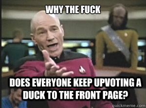 why the fuck does everyone keep upvoting a duck to the front page?  Annoyed Picard