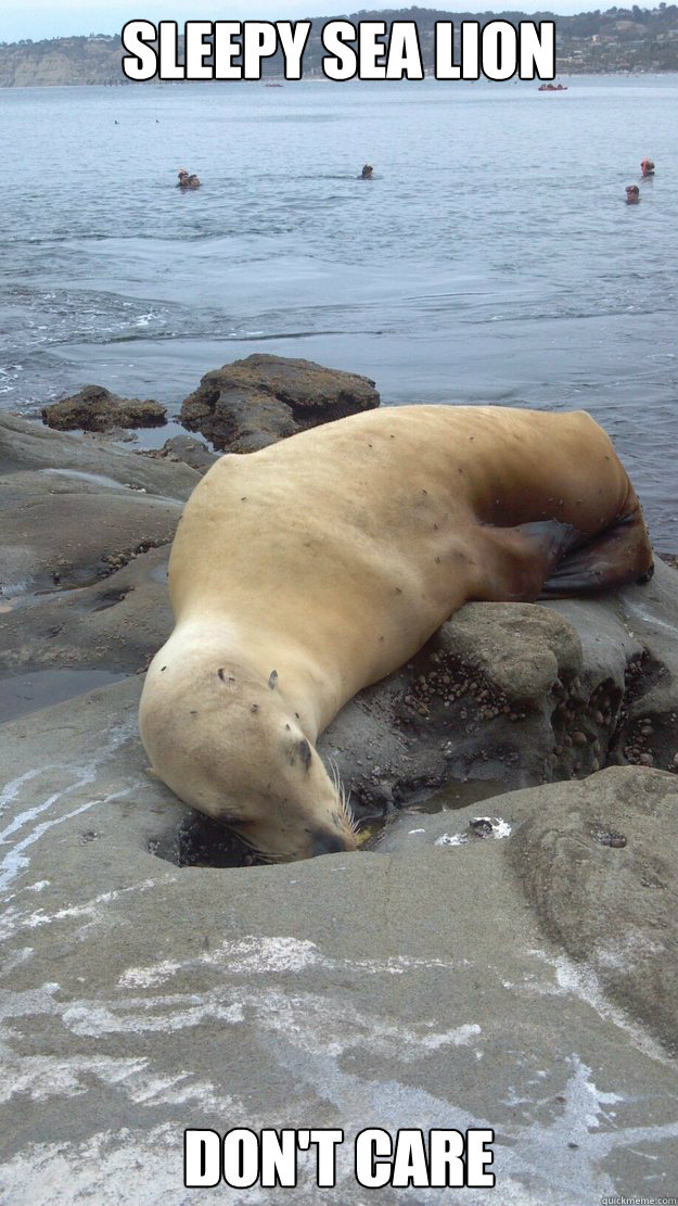 Sleepy Sea lion Don't Care - Sleepy Sea lion Don't Care  Sleepy Sealion