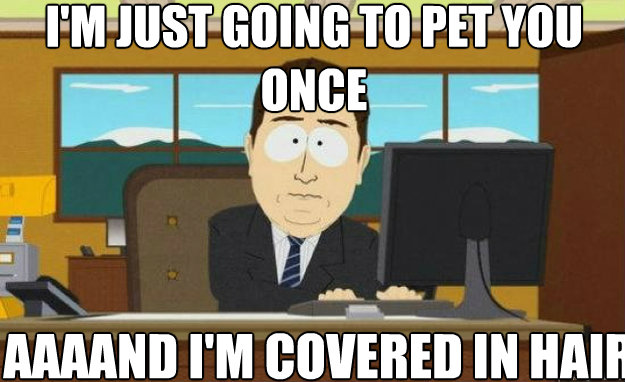 I'm just going to pet you once AAAAND I'm covered in hair  aaaand its gone