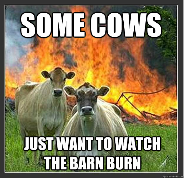 Some Cows Just want to watch the barn burn - Some Cows Just want to watch the barn burn  Evil cows