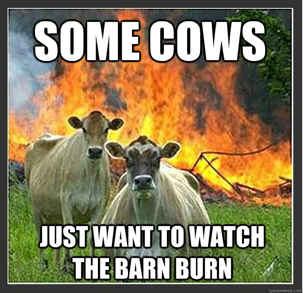 Some Cows Just want to watch the barn burn  Evil cows