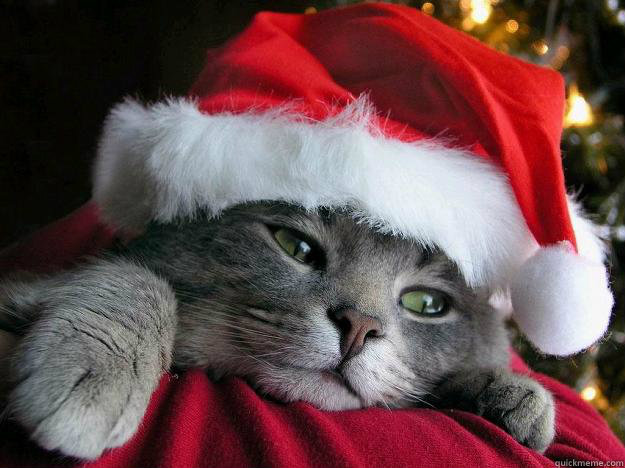   -    Sad Santa Cat