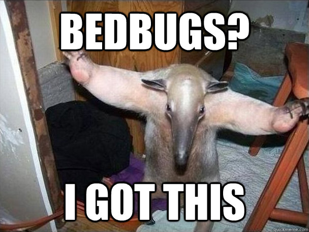 Bedbugs? i got this  I got this
