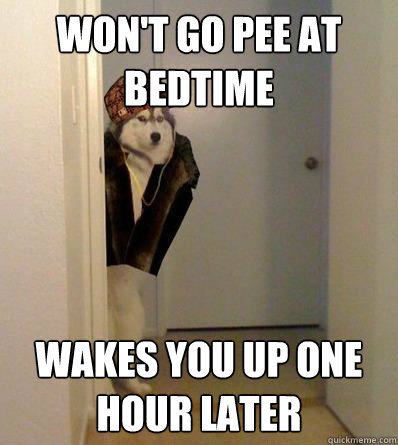 WON'T GO PEE AT BEDTIME WAKES YOU UP ONE HOUR LATER  Scumbag dog