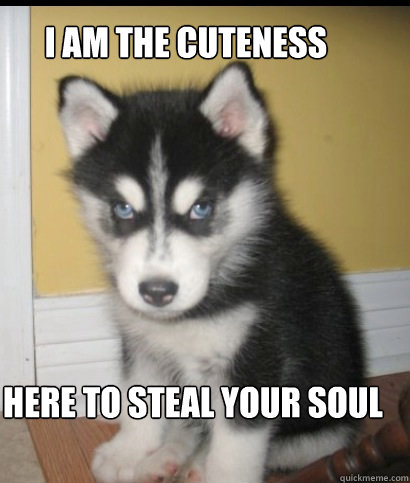 i am the cuteness here to steal your soul  