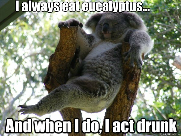 I always eat eucalyptus... And when I do, I act drunk - I always eat eucalyptus... And when I do, I act drunk  koala bro