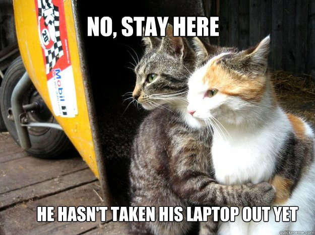 No, Stay Here  He hasn't taken his laptop out yet  Restraining Cat
