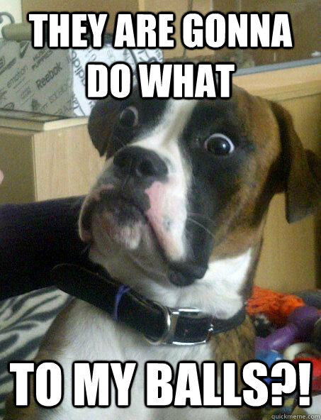 They are gonna do what to my balls?! - They are gonna do what to my balls?!  Surprise dog