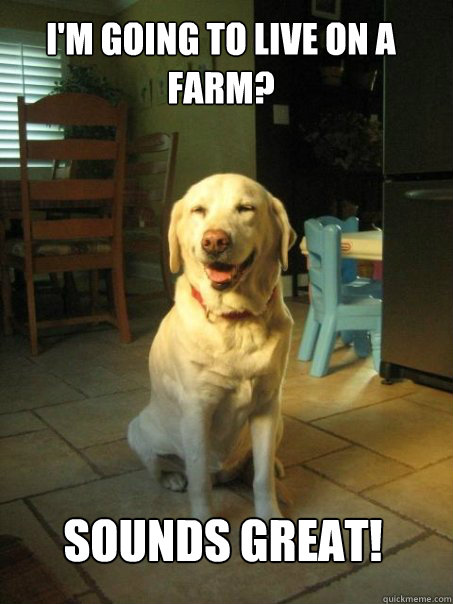 I'm going to live on a farm? Sounds great!  Caption 4 goes here - I'm going to live on a farm? Sounds great!  Caption 4 goes here  Blissfully Oblivious Dog