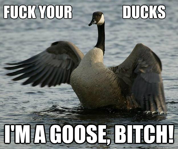 Fuck your                  ducks I'm a goose, bitch! - Fuck your                  ducks I'm a goose, bitch!  toomanyducks