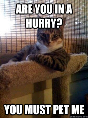 Are you in a hurry? You must pet me  The Most Interesting Cat in the World