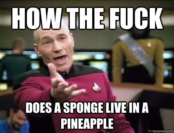 how the fuck does a sponge live in a pineapple  Annoyed Picard HD