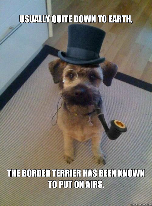 
Usually quite down to earth, the Border Terrier has been known to put on airs.  