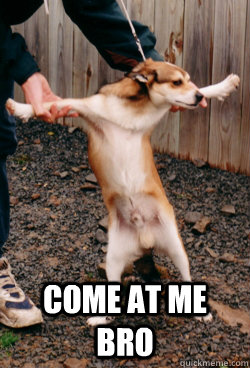  COme at me bro -  COme at me bro  amazing dog