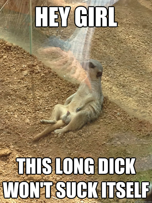 Hey girl This long dick won't suck itself Vulgar Meerkat.