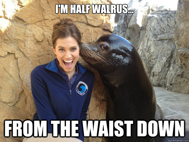 I'm half walrus... From the waist down - I'm half walrus... From the waist down  Sea Lion