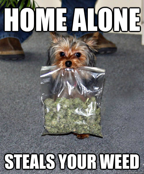Home alone STeals your weed - Home alone STeals your weed  Thief DOg