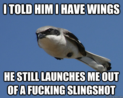 i told him i have wings he still launches me out of a fucking slingshot  Angry Bird