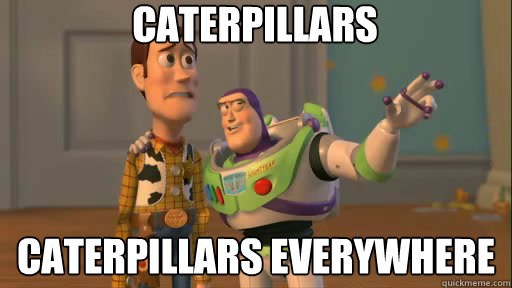 caterpillars caterpillars everywhere  Everywhere