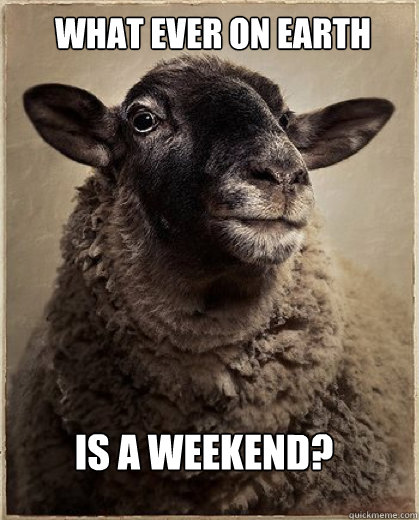 What ever on earth is a weekend? - What ever on earth is a weekend?  Downton Abbey Quoting Sheep