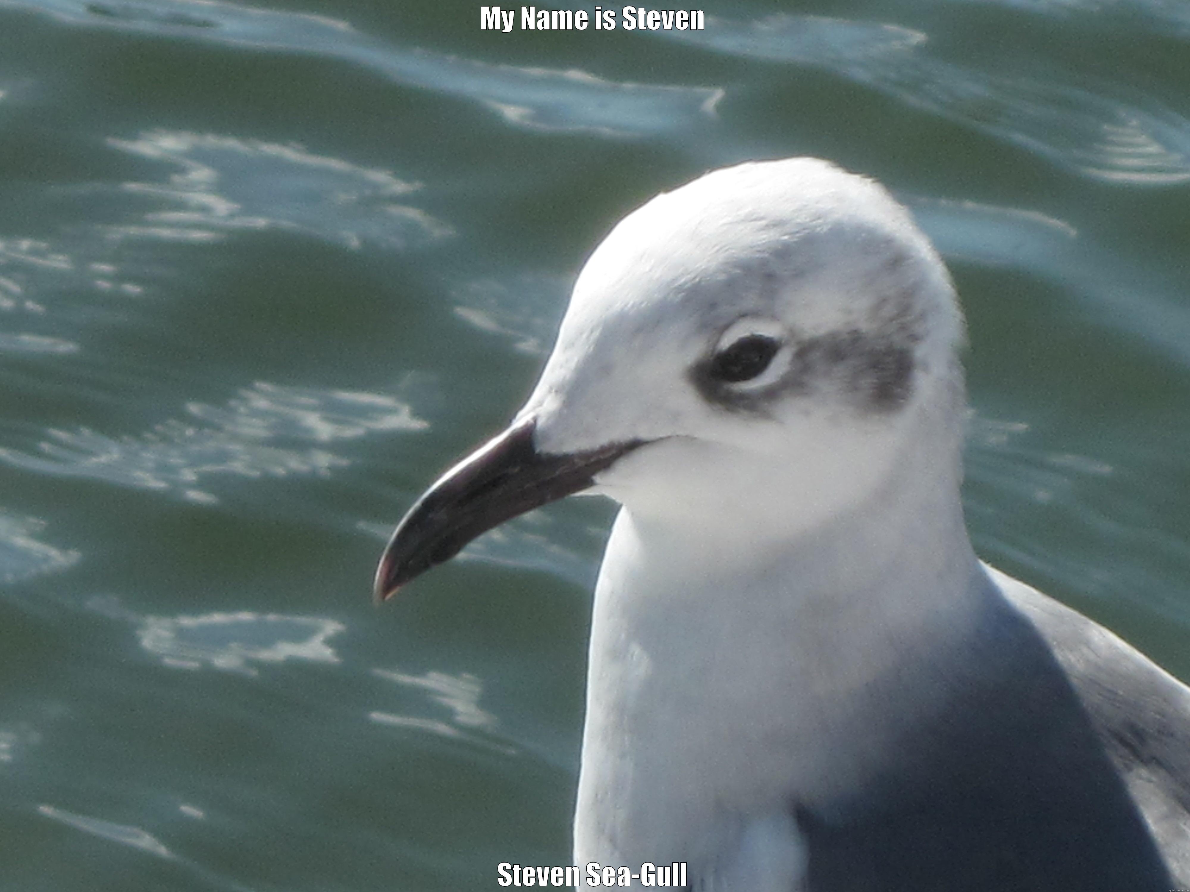 MY NAME IS STEVEN STEVEN SEA-GULL Misc