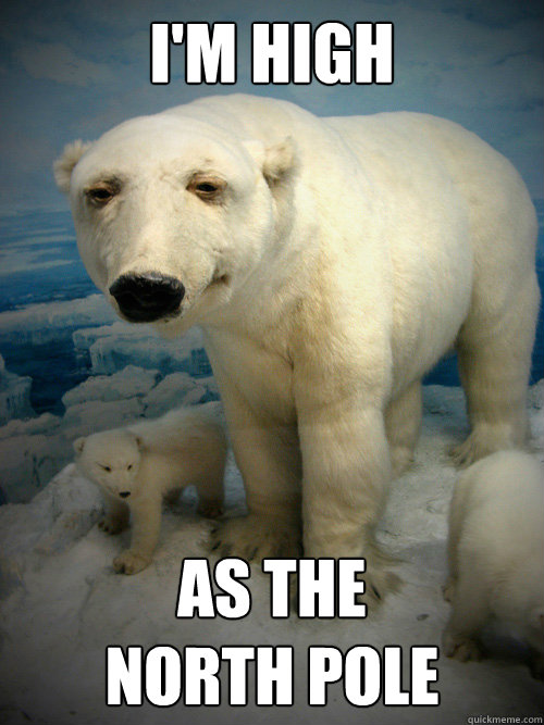 i'm high as the 
north pole - i'm high as the 
north pole  Polar High Bear