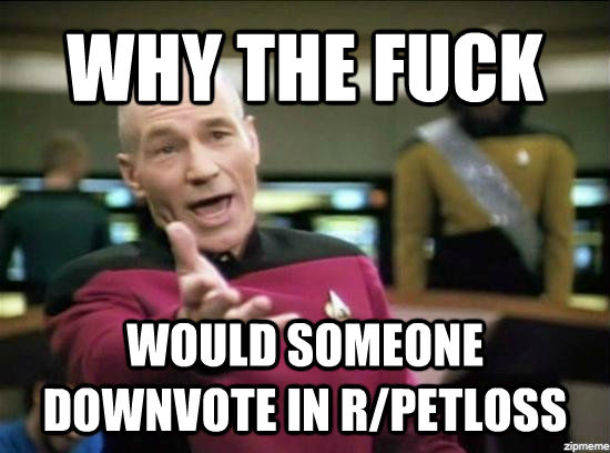 WHY THE FUCK WOULD SOMEONE DOWNVOTE IN R/PETLOSS  Annoyed Picard HD